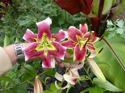 2023-07-25 Lilium 'Leslie Woodriff.jpg
