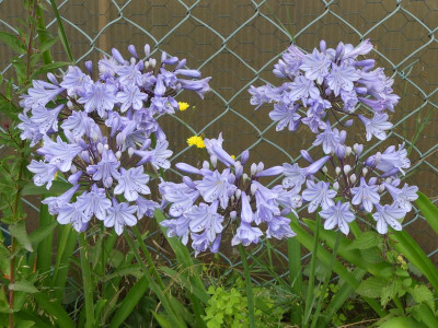 2023-07-25 Agapanthus 1.jpg