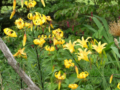 2023-07-25 Lilium leichtlinii Hemericallis 'Autumn Minaret'1.jpg