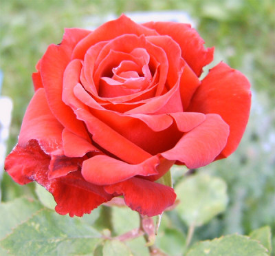 Unbekannt1_18.06.08.jpg