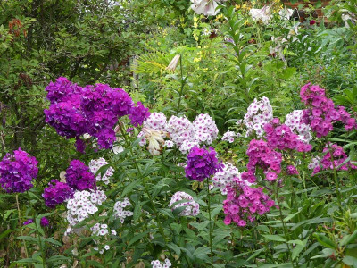 2023-07-25 Phlox 1.jpg