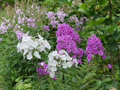 2023-07-25 Phlox 2.jpg