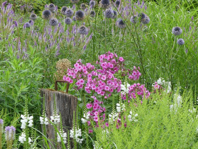2023-07-25 Phlox 3.jpg