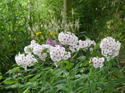2023-07-25 Phlox 5.jpg