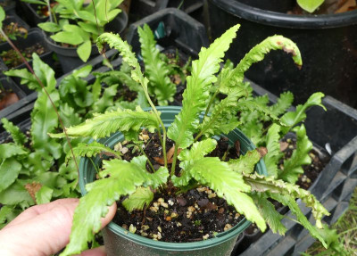 2023-07-25 Asplenium scolopendrium 1.jpg