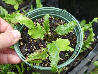2023-07-25 Asplenium scolopendrium 2.jpg