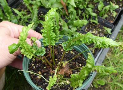 2023-07-25 Asplenium scolopendrium 4.jpg