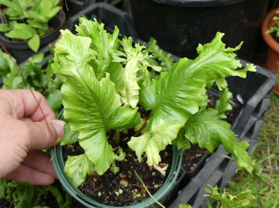 2023-07-25 Asplenium scolopendrium 5.jpg
