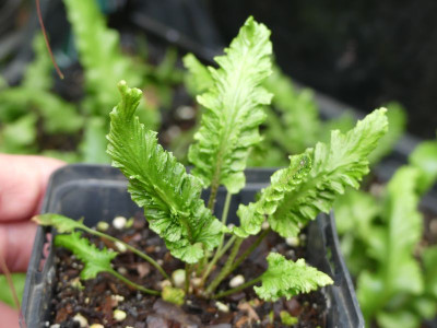 2023-07-25 Asplenium scolopendrium 6.jpg