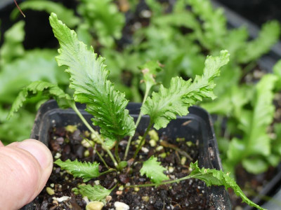 2023-07-25 Asplenium scolopendrium 7.jpg
