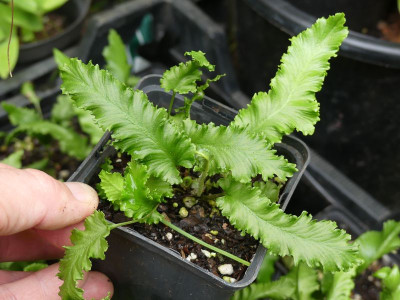 2023-07-25 Asplenium scolopendrium 9.jpg