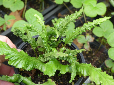 2023-07-25 Asplenium scolopendrium 10.jpg
