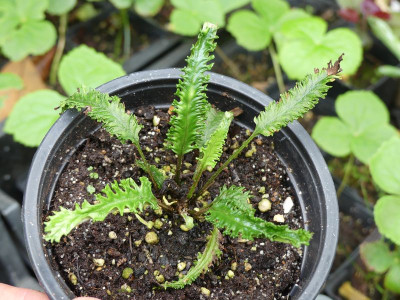2023-07-25 Asplenium scolopendrium 11.jpg