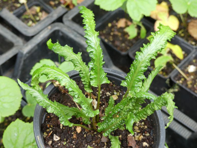 2023-07-25 Asplenium scolopendrium 12.jpg