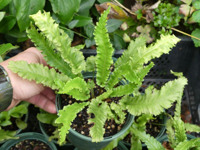2023-07-25 Asplenium scolopendrium 14.jpg
