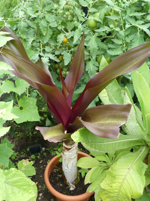 2023-07-25 Crinum asiaticum 'Purpureum'.jpg