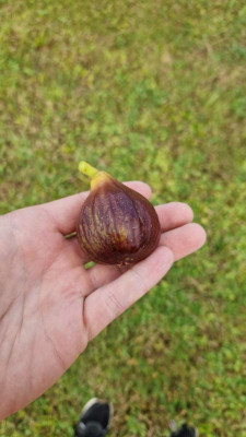IMG-20230725-WA0000.jpeg