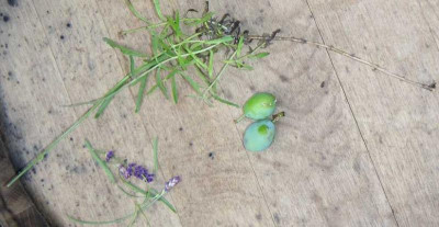 Lavendel_Seitenzweig_ca_30cm_lang.jpg