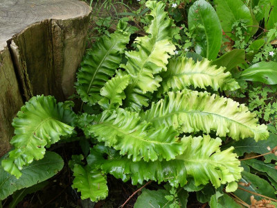 2023-07-25 Asplenium scolopendrium ’Crispum Moly’ 1.jpg