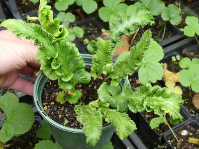 2023-07-25 Asplenium scolopendrium 'Adelheid Klimke'.jpg