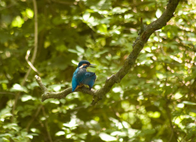 eisvogelfluegel-80.jpg
