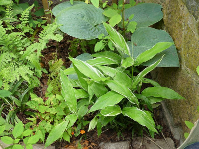 2023-07-25 Zingiber mioga 'White Feather'.jpg