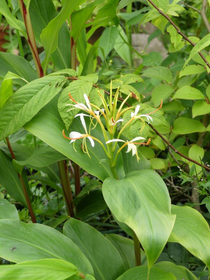 2023-07-25 Heychium yunnanense 1.jpg