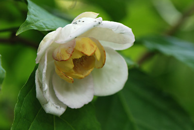 Sinocalycanthus-Jun1808.jpg