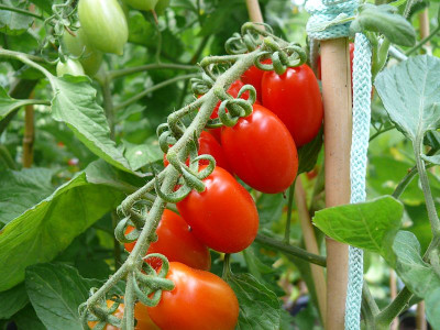230725_Vierländer Eiertomate.jpg