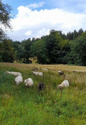 skudden23wohlkopf.jpg