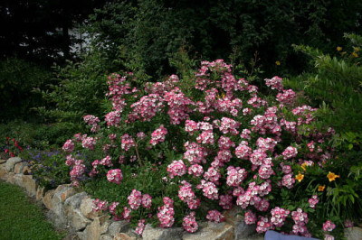 Rose_Mozart0108.jpg