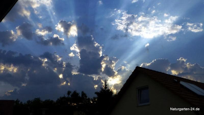 IMG-20230726-WA0000.jpg