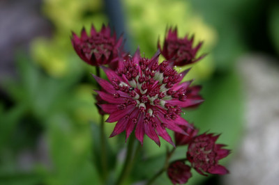 Astrantia0108.jpg