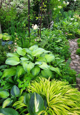 Hostas Juli 23.jpg