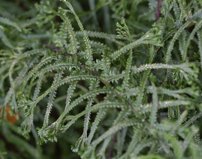 DSC_7892_DxO.jpg