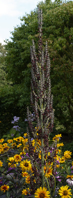 DSC_7893_DxO.jpg