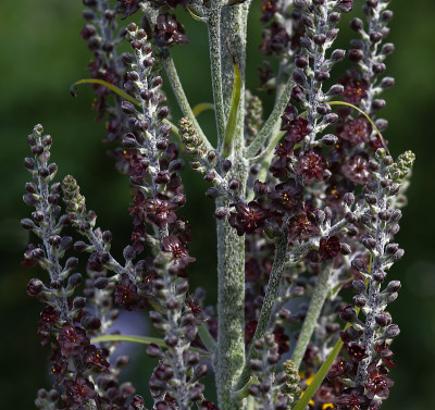 DSC_7894_DxO.jpg