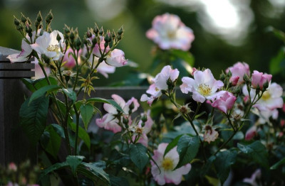 Rosa_Landhaus_Ettenbuhl_1_14-06-2008.jpg