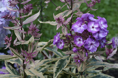 DSC_7896_DxO.jpg