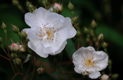 Rosa_Seagull_1_14-06-2008.jpg
