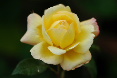 Rosa_Golden_Celebration_1_14-06-2008.jpg