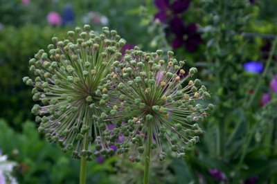 Allium0708.jpg