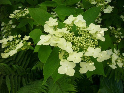 Viburnum_oderP1040867.jpg