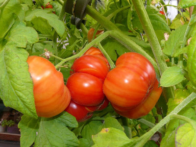 210819_Poongi.jpg