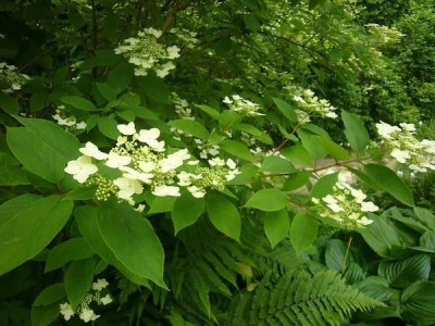 Viburnum_oderP1040868.jpg