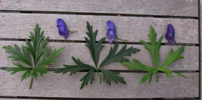 Aconitum F Marc napellus Sparks 2011.jpg