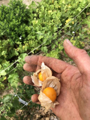 01_Physalis.jpeg
