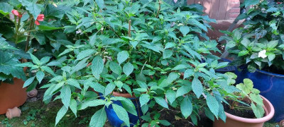 20230726_095518.jpg