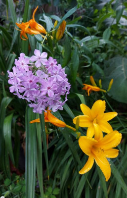 20230728_091619 Phlox pan Ruotsinpyhtää.jpg
