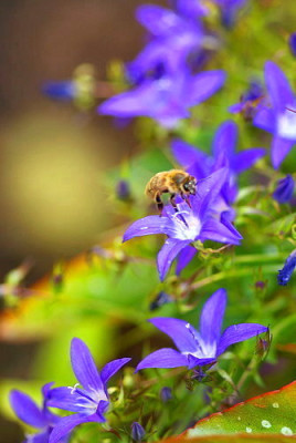 Bienenweide.jpg